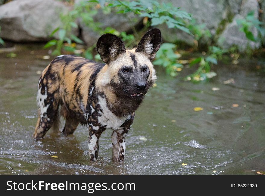 African wild dog