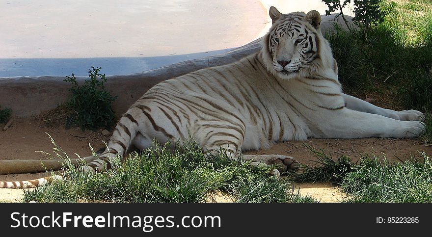 white tiger