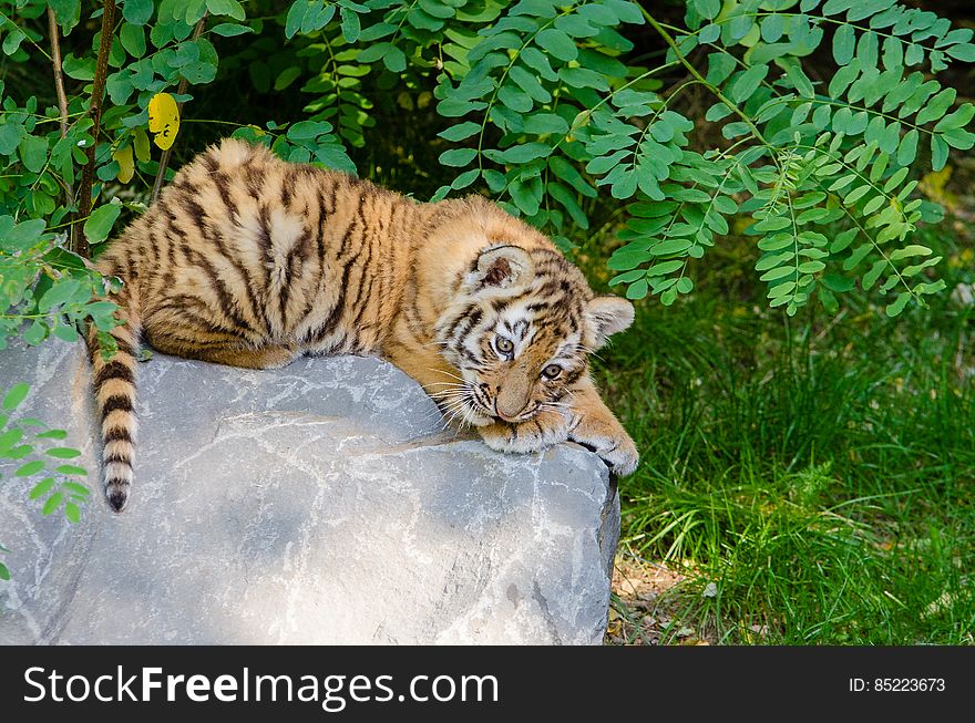 All that playing around on a hot day is tiring even for the most energetic little kitty!. All that playing around on a hot day is tiring even for the most energetic little kitty!