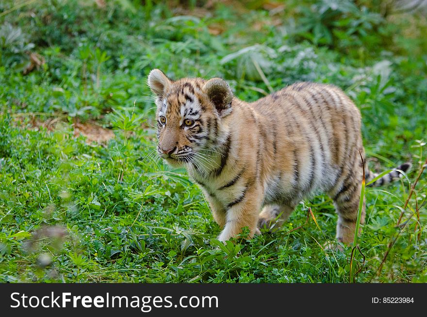 One of the two cubs at the zoo in Duisburg, Germany. One of the two cubs at the zoo in Duisburg, Germany.