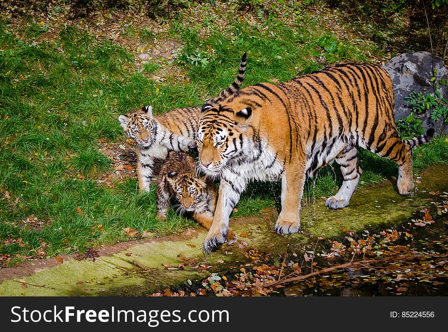 Siberian Tiger Family
