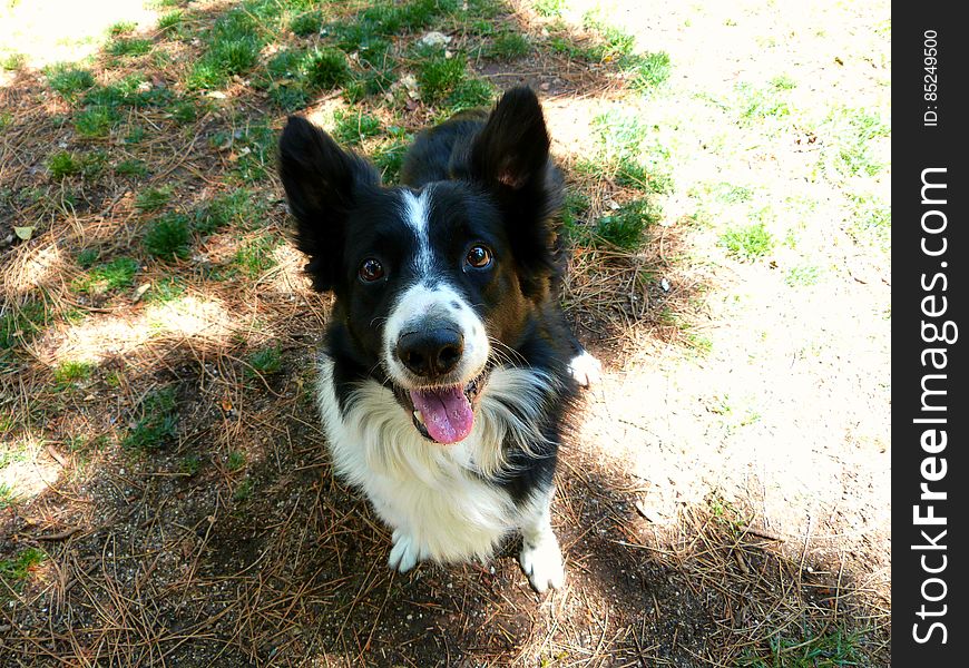 A friendly Border Collie met at the dog park. A friendly Border Collie met at the dog park.