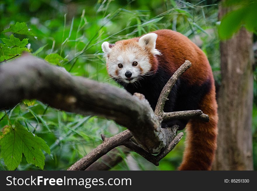 Red Panda