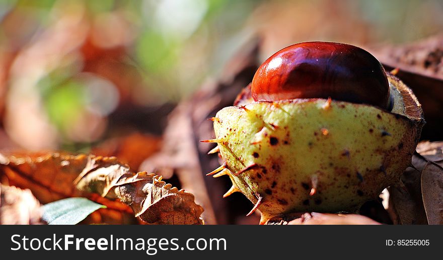 Red and White Round Thorny Fruit on Brown Dry Leaf