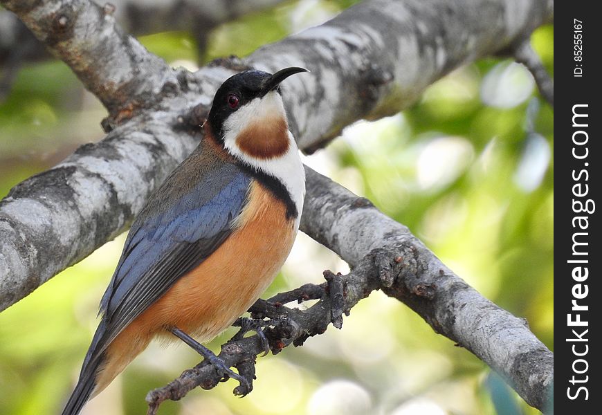 Eastern Spinebill