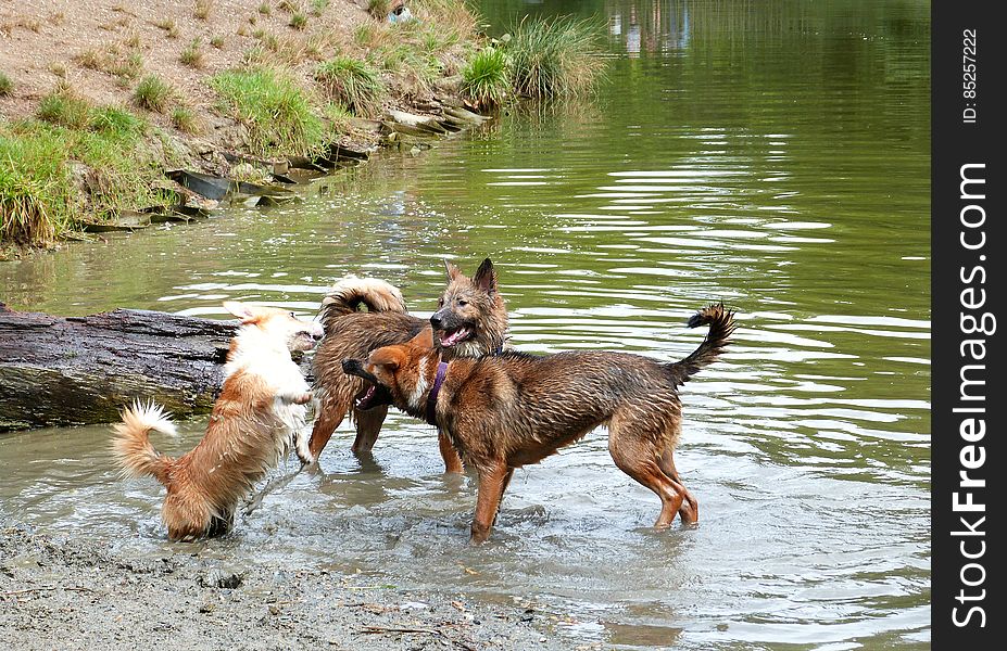 Took sun to the lake again. We met up with her 3 crazy friends Swai, Bodi and Shanti. We also made some new friends!. Took sun to the lake again. We met up with her 3 crazy friends Swai, Bodi and Shanti. We also made some new friends!