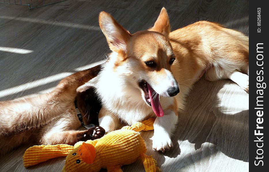 Lazy time in the sunny spot