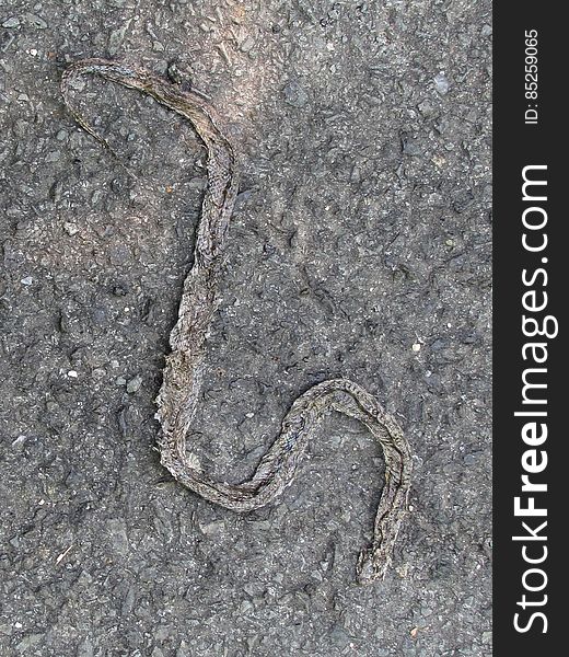 Road Surface, Asphalt, Grey, Scaled Reptile