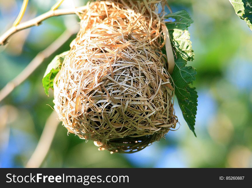 Birds nest hanging from a tree