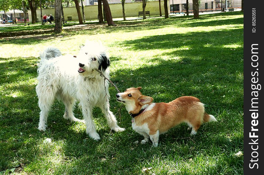 Dogpark friends