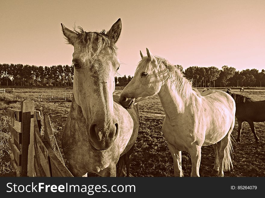 PUBLIC DOMAIN DEDICATION - Pixabay-Pexels digionbew 15. 12-08-16 Two horses at the fence LOW RES DSC09027
