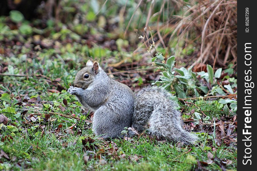 Squirrel nuts
