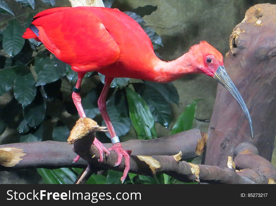 Scarlet Ibis