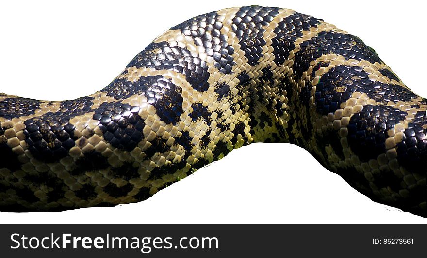 snakeskin texture
