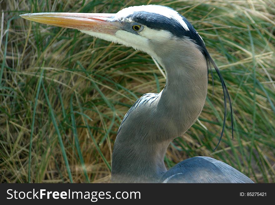 great blue heron closeup