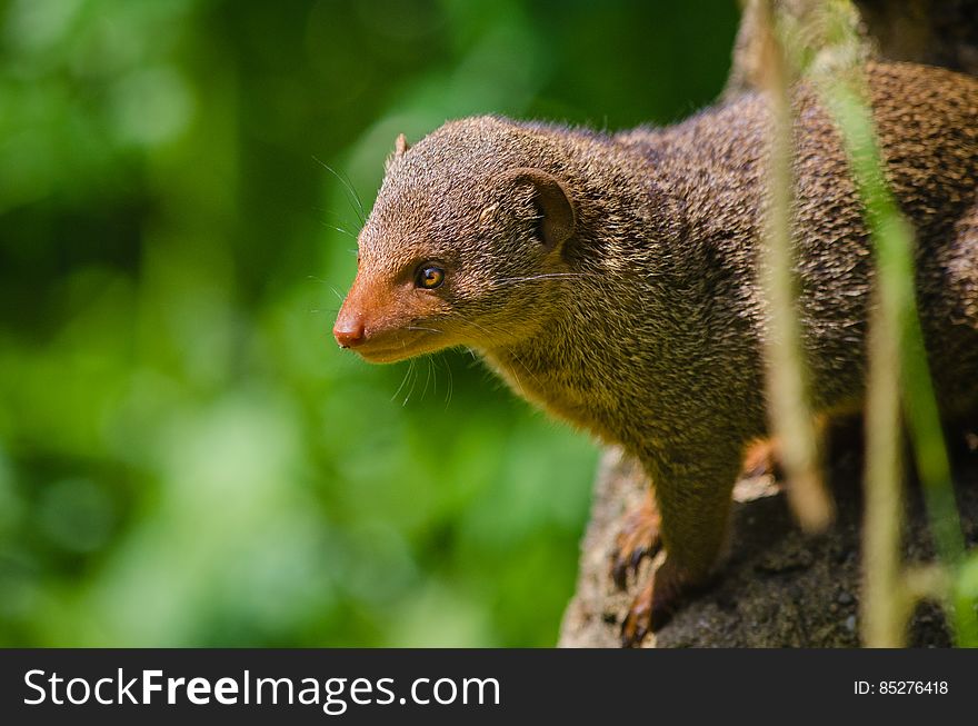 Common dwarf mongoose