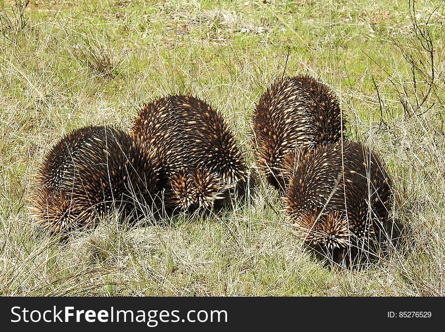 Echidnas On The March