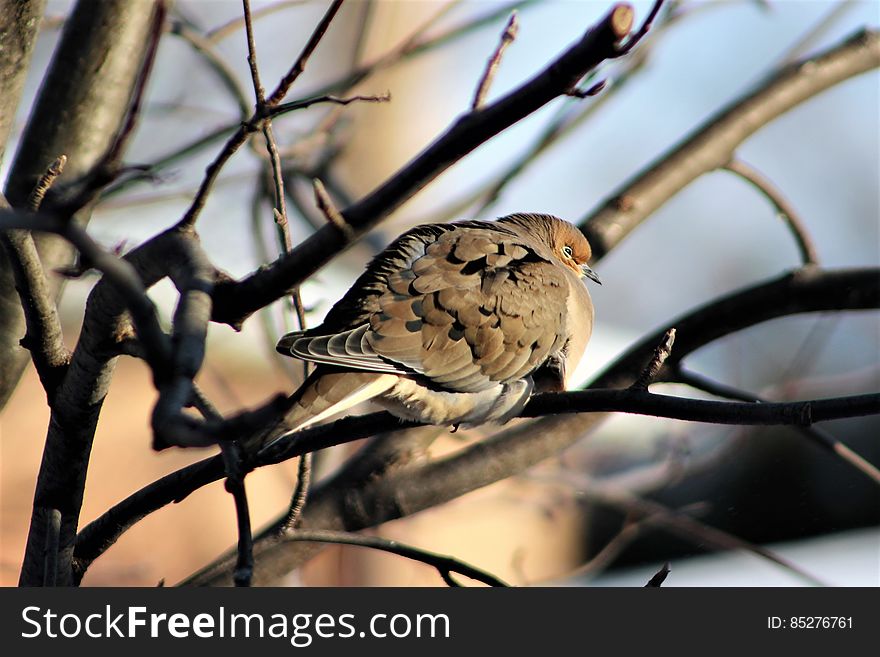 Turtledove In A Snowstorm