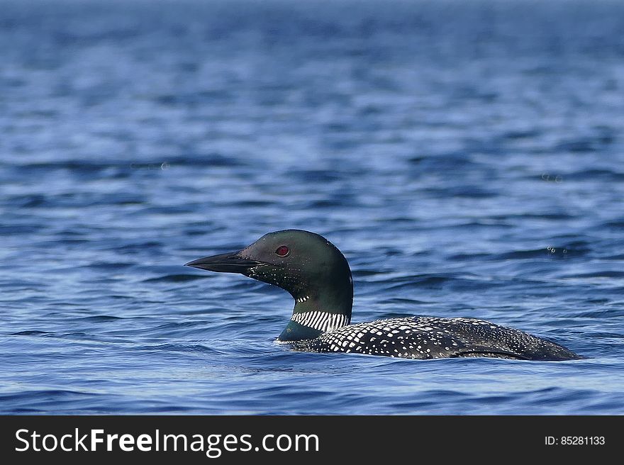 Swimming Loon at Baxter State Park in Maine, USA