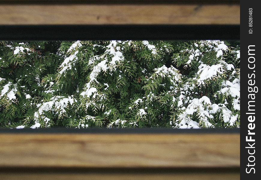 Snow on branches of pine trees viewed through a gap in a wooden fence.