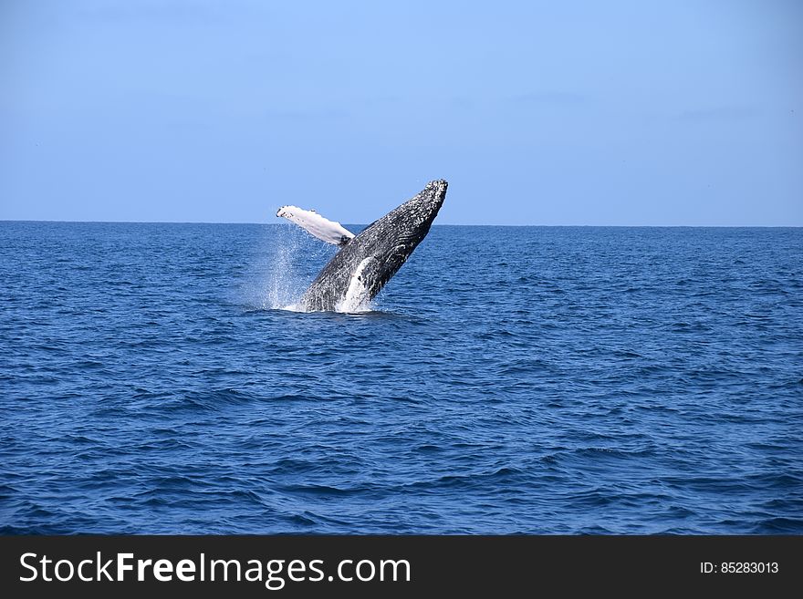 A Humpbackwhale in Ecuador near Isla de la Plata. A Humpbackwhale in Ecuador near Isla de la Plata