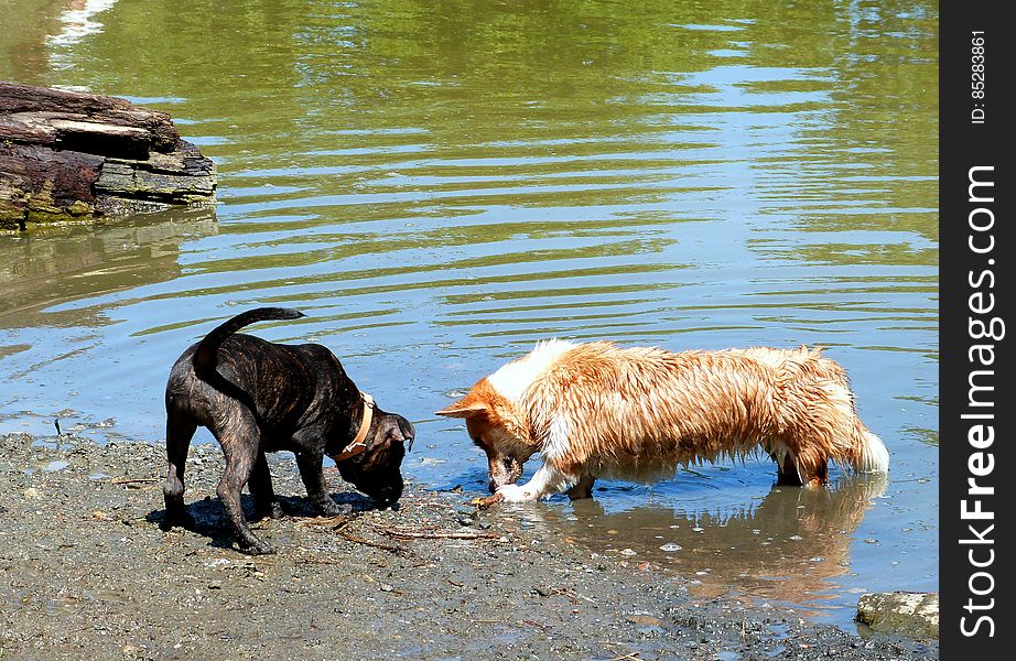 Took sun to the lake again. We met up with her 3 crazy friends Swai, Bodi and Shanti. We also made some new friends like this pit bull puppy, Charmander. Took sun to the lake again. We met up with her 3 crazy friends Swai, Bodi and Shanti. We also made some new friends like this pit bull puppy, Charmander.