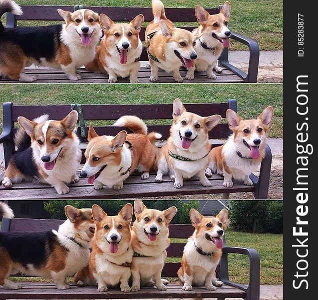 Go Go Corgi Rangers!