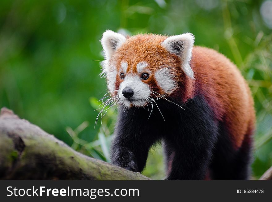 Red Panda on Brown Wood
