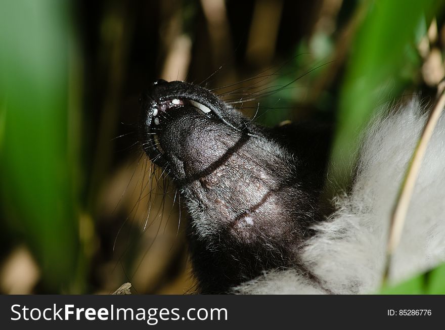 Black-and-white Ruffed Lemur