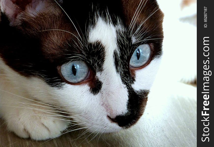 Shunso has the most amazing eyes!. Shunso has the most amazing eyes!