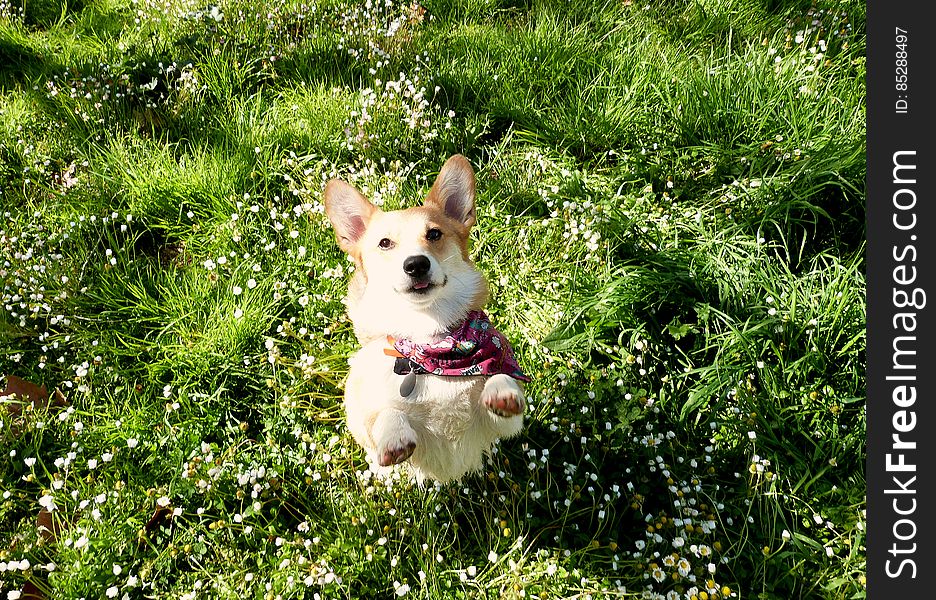 The grass is green and smells fresh, the birds are singing &#x28;and all over to chase&#x29;... What a perfect day to be at the park with my dog Sun. The grass is green and smells fresh, the birds are singing &#x28;and all over to chase&#x29;... What a perfect day to be at the park with my dog Sun.