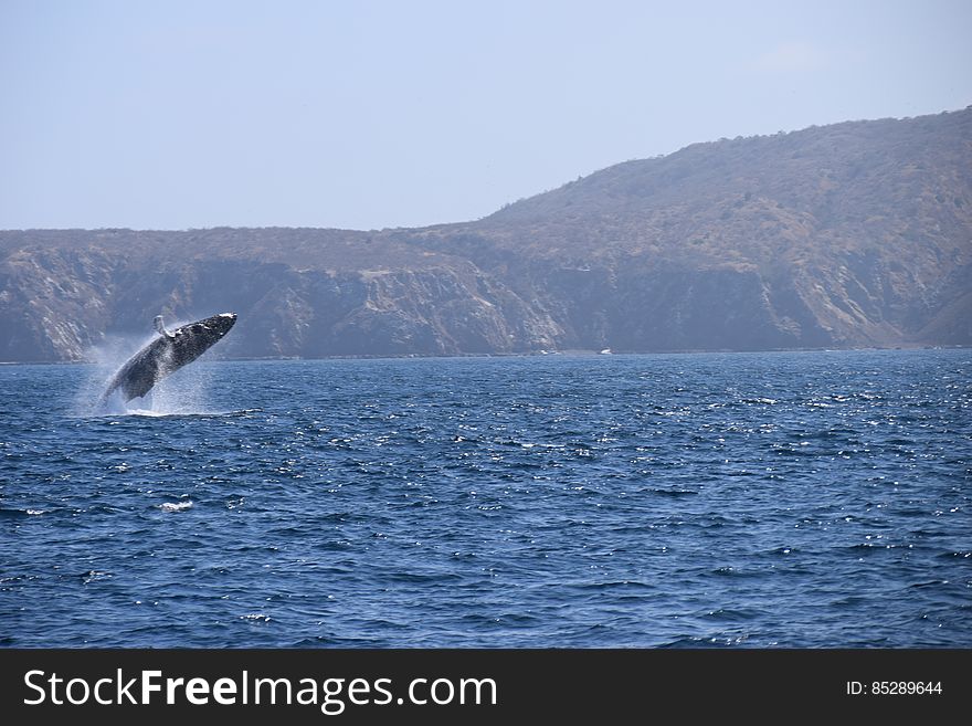 A Humpbackwhale in Ecuador near Isla de la Plata &#x28;on the background&#x29;. A Humpbackwhale in Ecuador near Isla de la Plata &#x28;on the background&#x29;