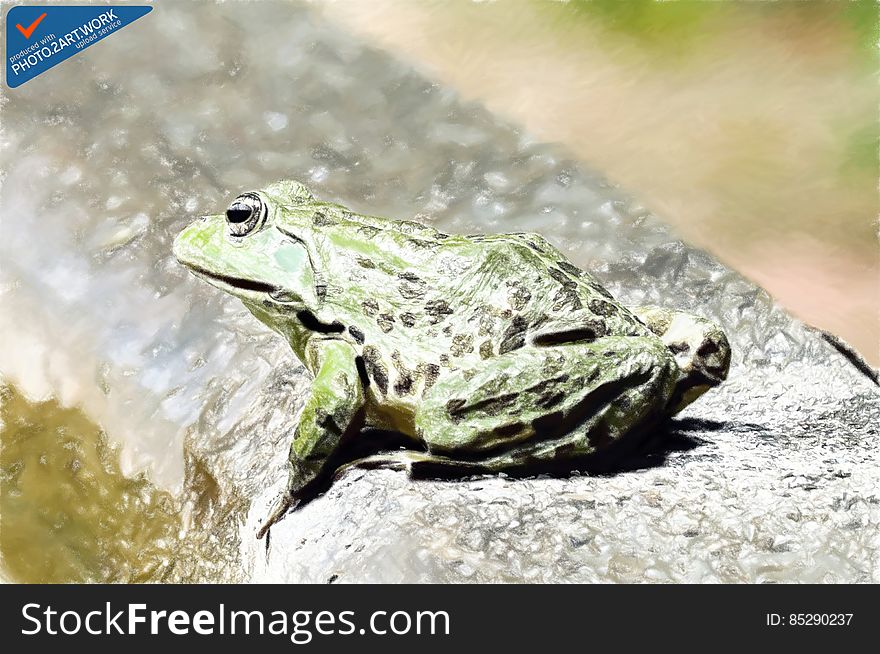 Frog - ID: 16235-142735-8650