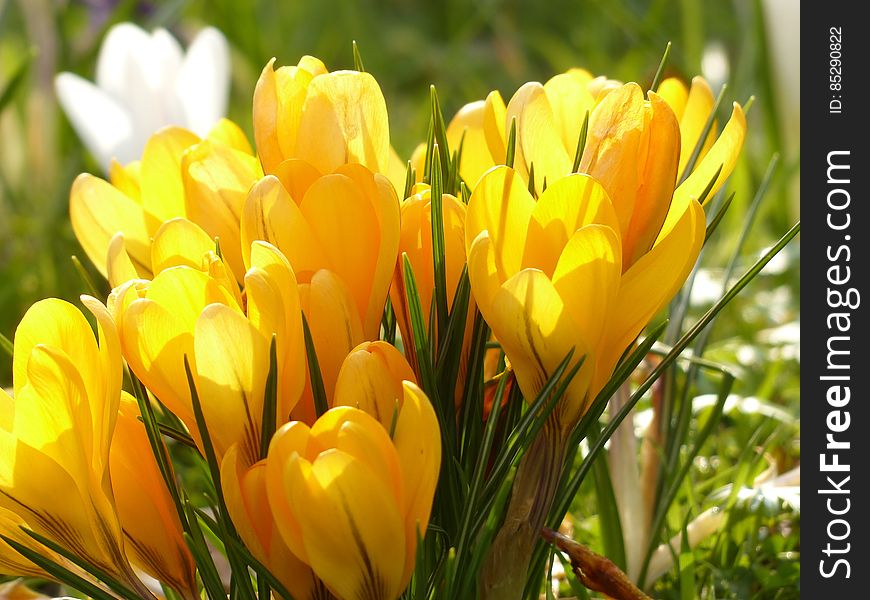 Yellow Tulip Flower during Daytime