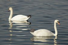 Swans In The Lake Stock Image