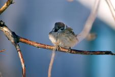 Sparrow On A Branch Royalty Free Stock Photography