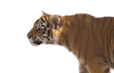 Young Tiger Cub Royalty Free Stock Images