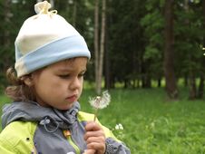 The Girl With Dandelion. Royalty Free Stock Photos
