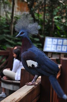 Crowned Pigeon Royalty Free Stock Image