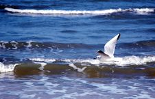 Flying Seagull Royalty Free Stock Photo