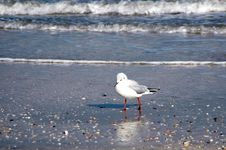 Seagull On The Beach Royalty Free Stock Image Seagull On The Beach Royalty Free Stock Image