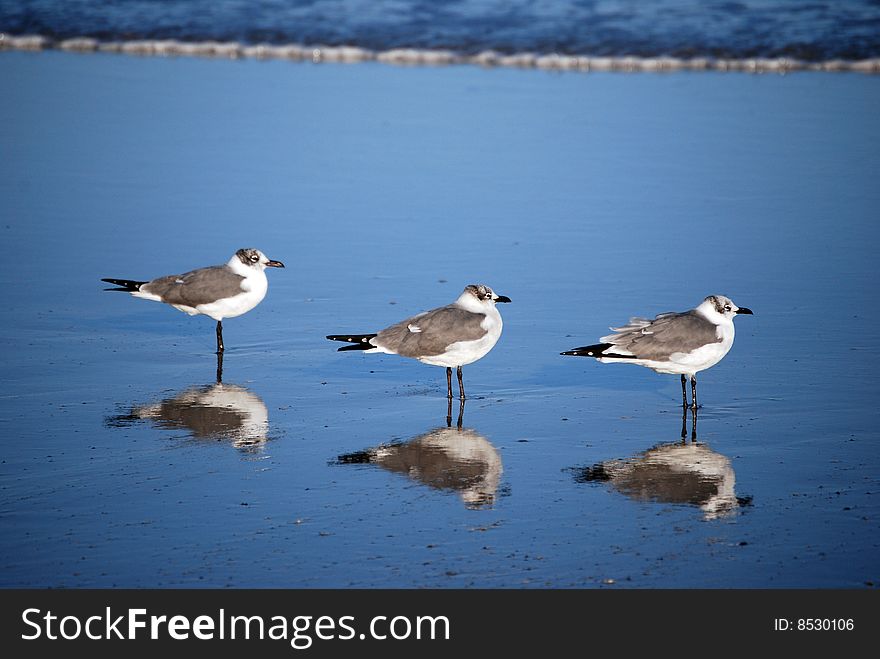These gulls pose with their reflections in tact. These gulls pose with their reflections in tact.