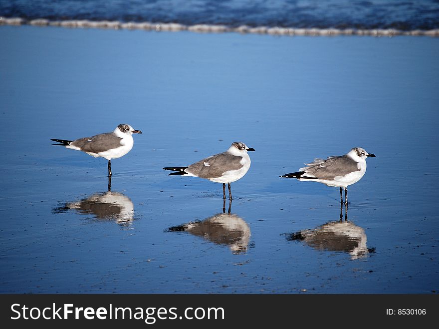 Six In The Surf