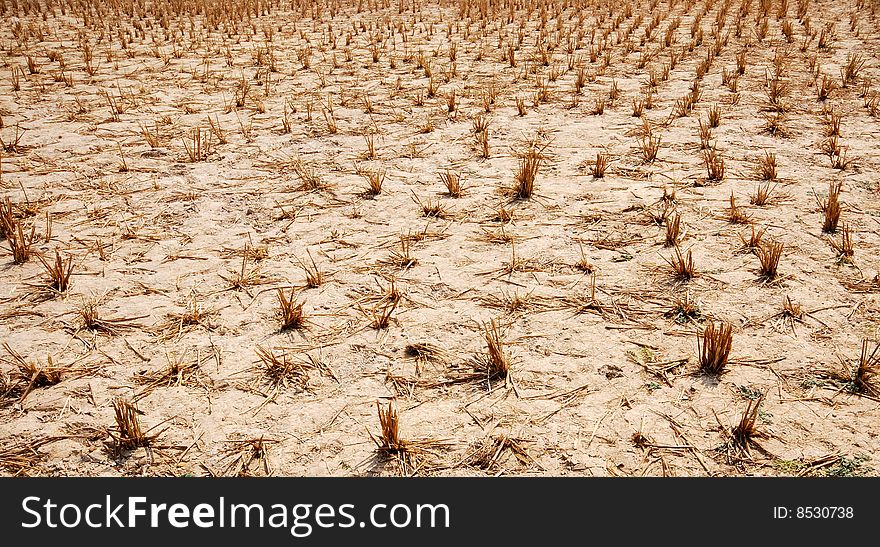 Drought Of Rice Field-4