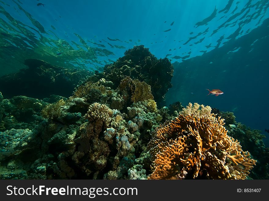 Coral, ocean and fish taken in the red sea.