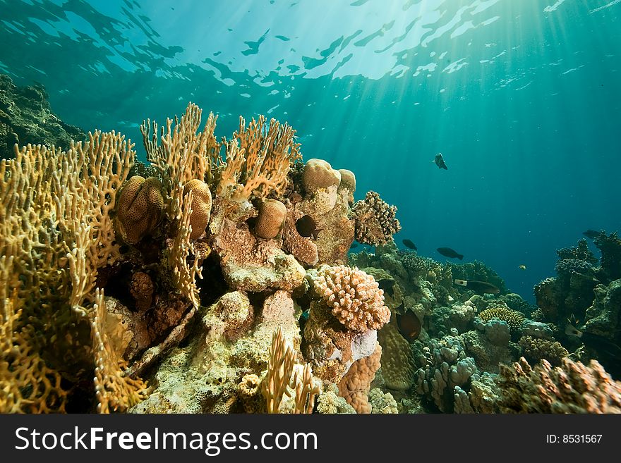 Coral, ocean and fish taken in the red sea.