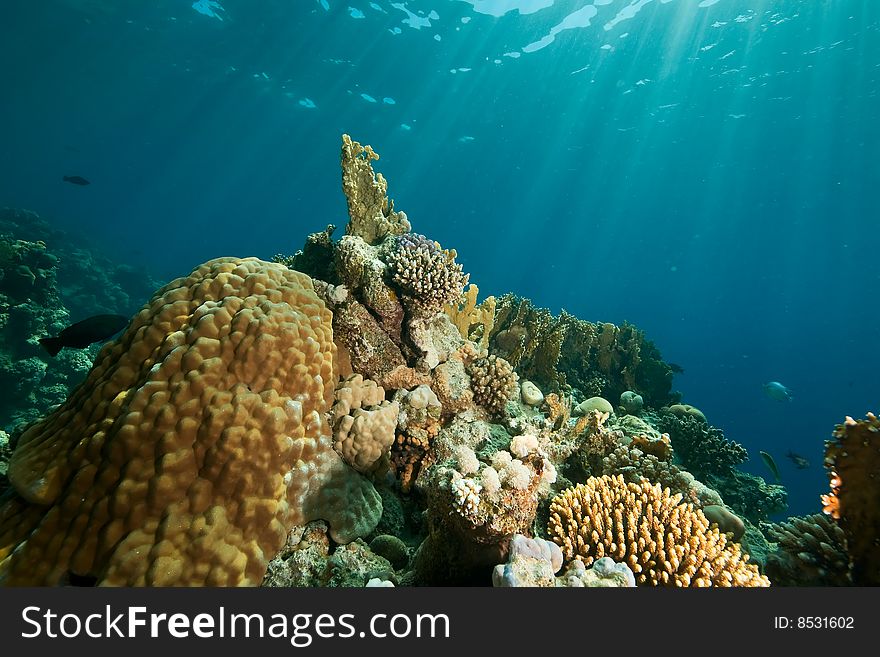 Coral, ocean and fish taken in the red sea.