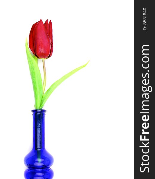 Red tulip in blue bottle over white. Red tulip in blue bottle over white