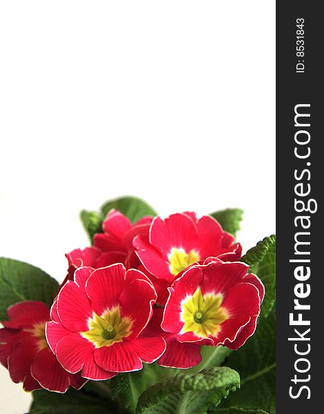 Beautiful Flowers On A White Background