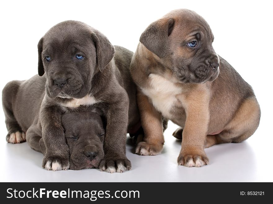 Beautiful young puppy italian mastiff cane corso ( 5 weeks )